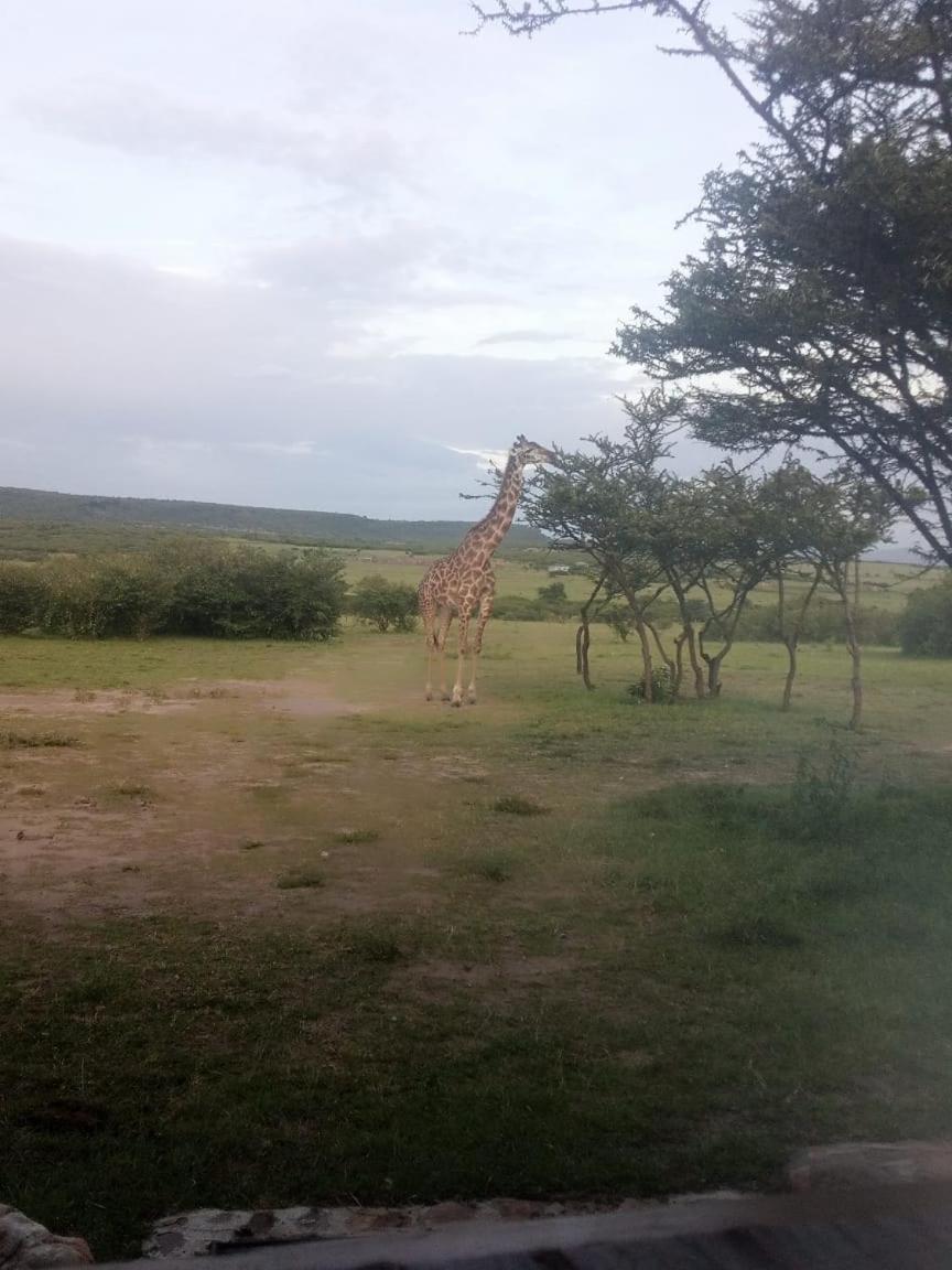 Narasha Homestay - Maasai Mara Talek Extérieur photo