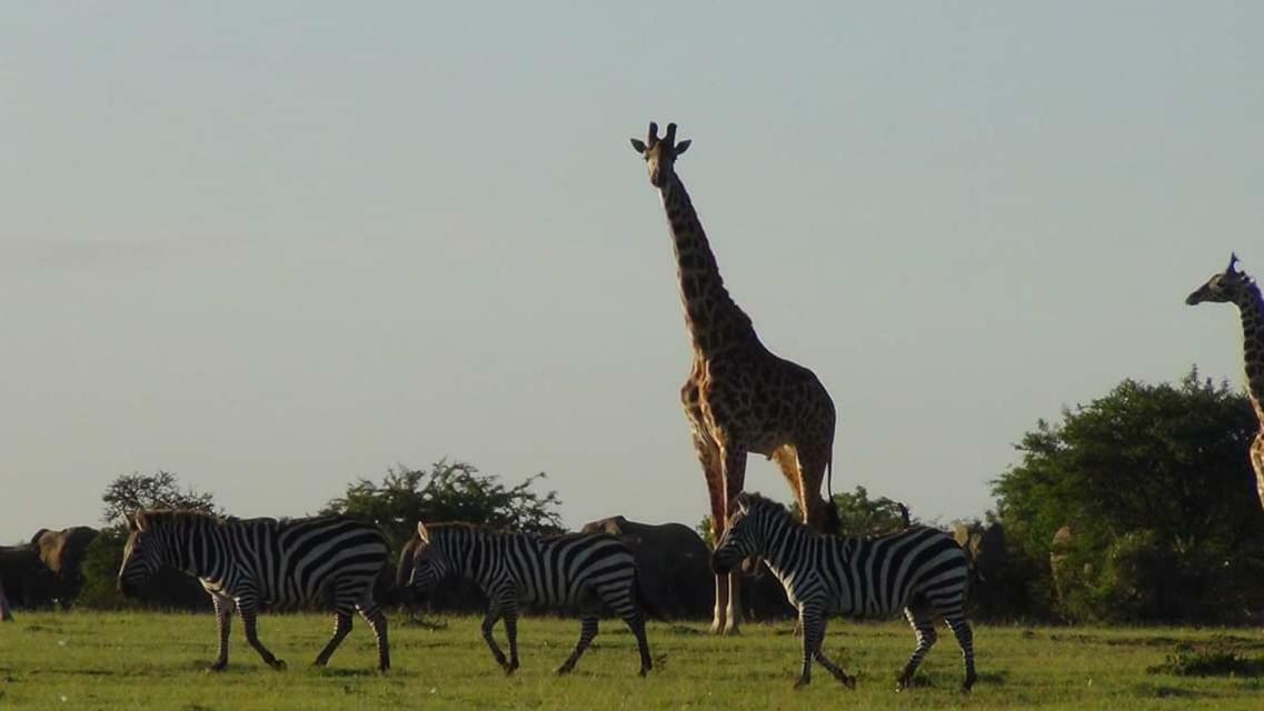 Narasha Homestay - Maasai Mara Talek Extérieur photo